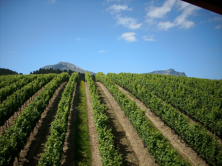 bodega lecea