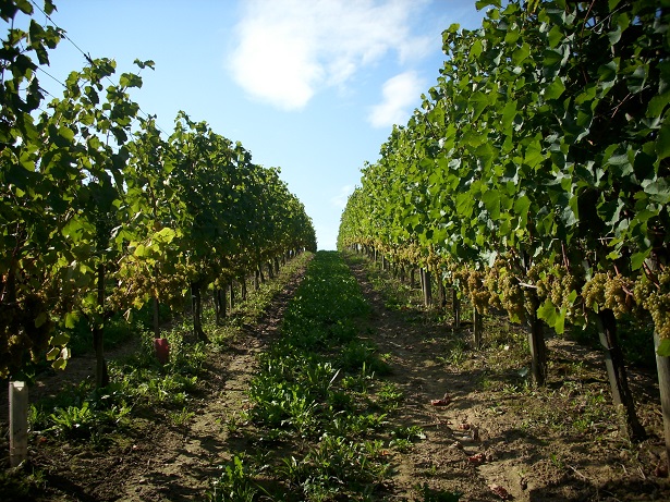 bodega lecea