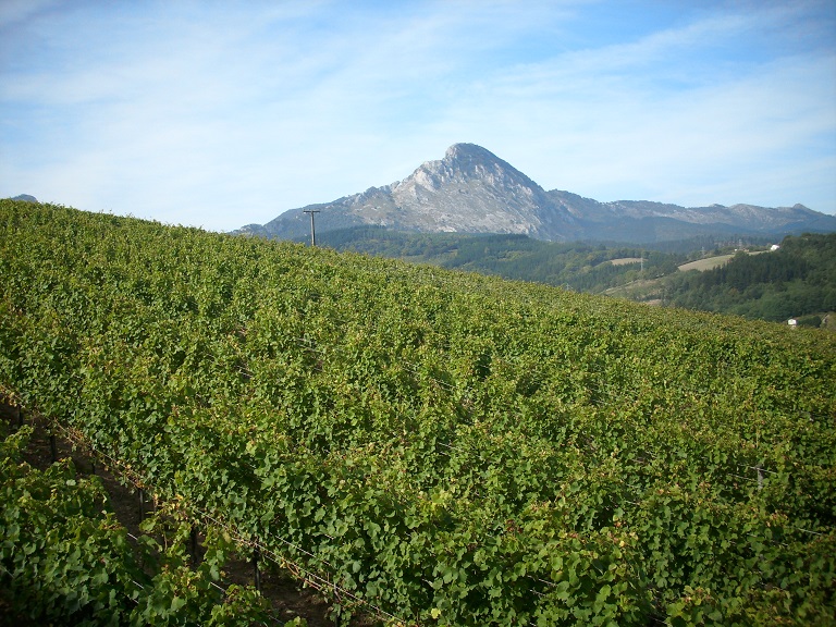 bodega lecea